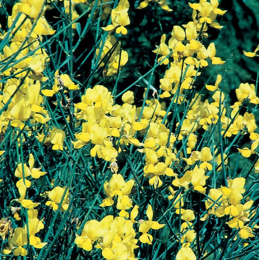 slide 1 of 1, Lowe's Spanish Broom Flowering Shrub in In pot (with soil) with Yellow Blooms, 1 ct