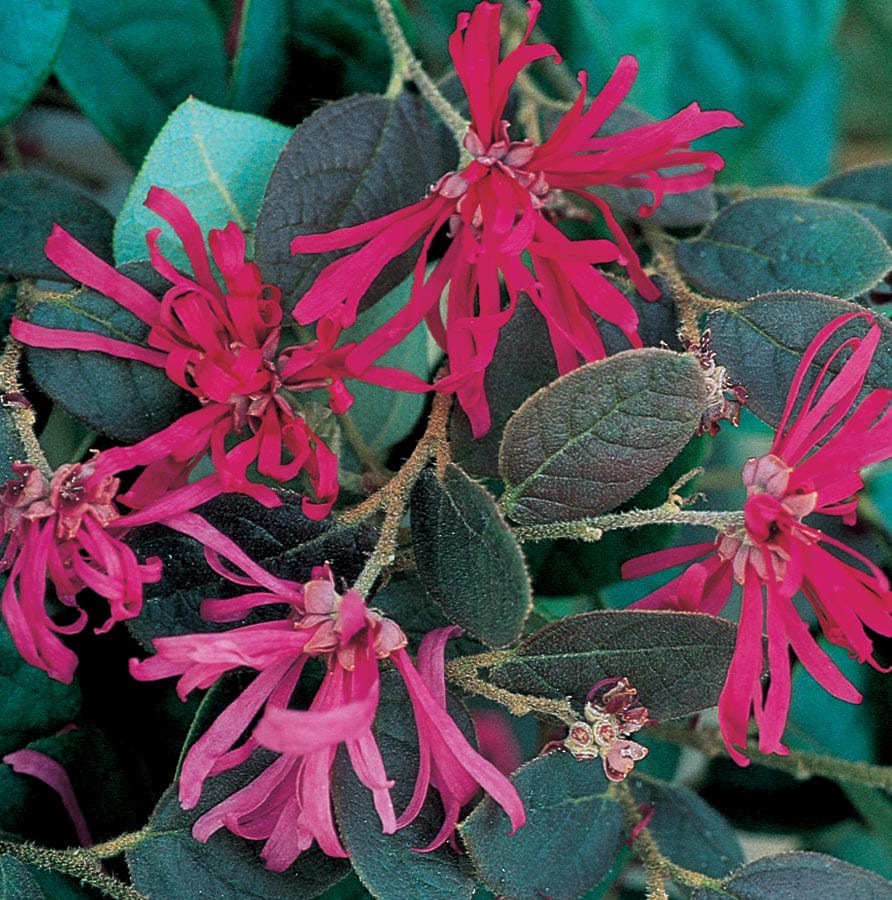 slide 1 of 1, Lowe's Chinese Fringe-flower Flowering Shrub in In pot (with soil) with Pink Blooms, 1 ct