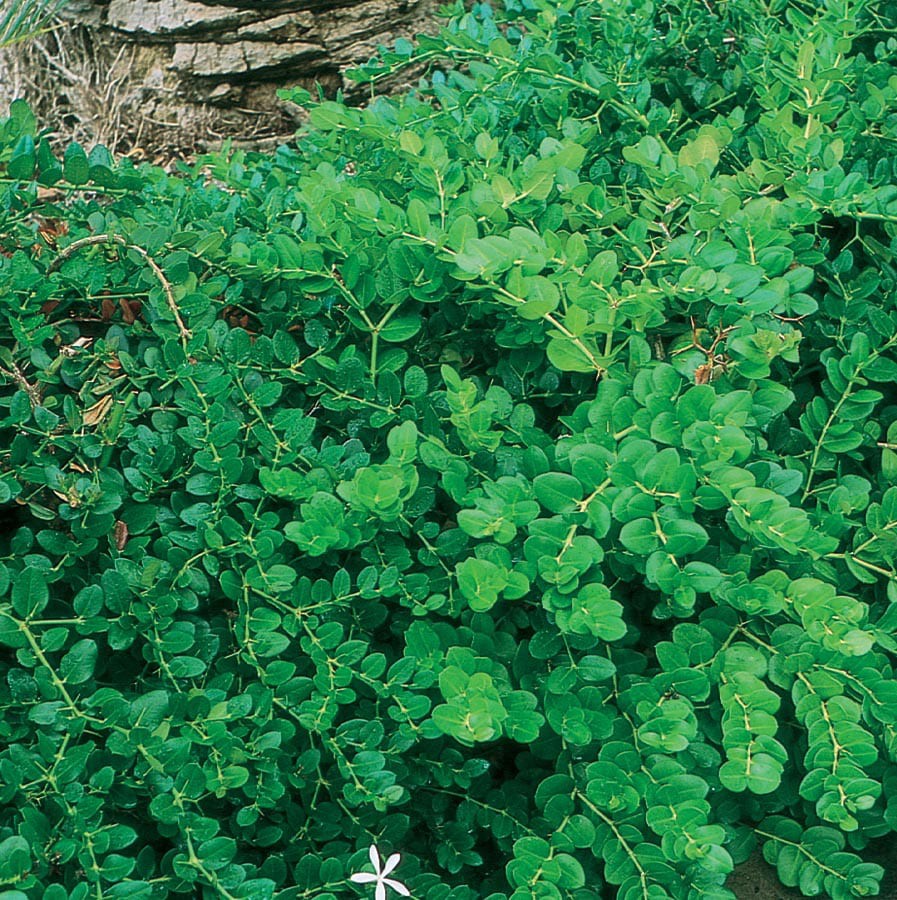 slide 1 of 1, Lowe's White Fancy Natal Plum Foundation/Hedge Shrub In Pot (With Soil), 1 ct