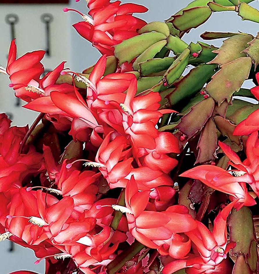 slide 1 of 1, Lowe's Mixed Christmas Cactus House plant in, 1 ct