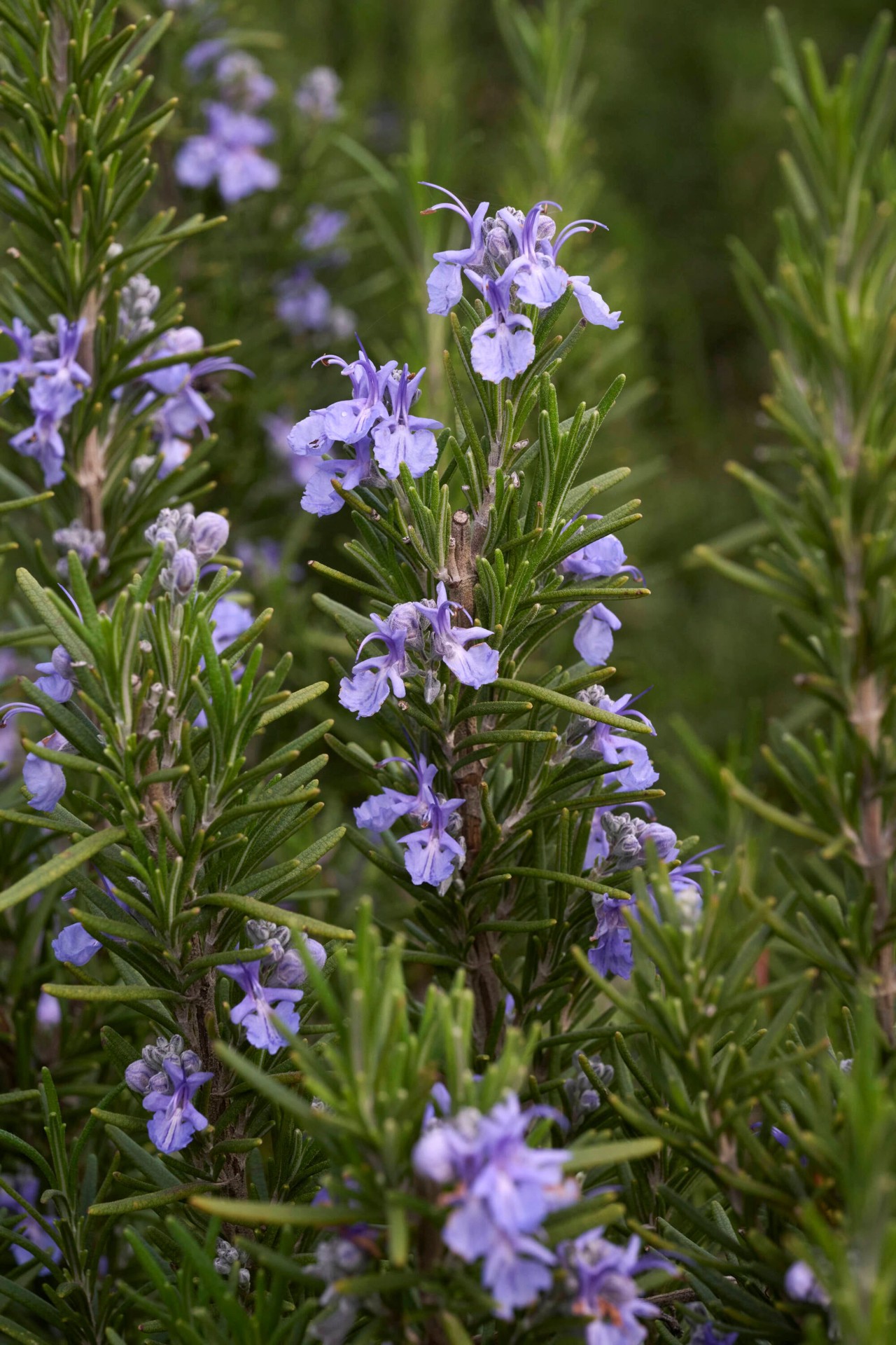 slide 2 of 4, Monrovia Blue Tuscan Blue Rosemary Plant in 1 -Gallon Pot 1 -Pack, 1 ct