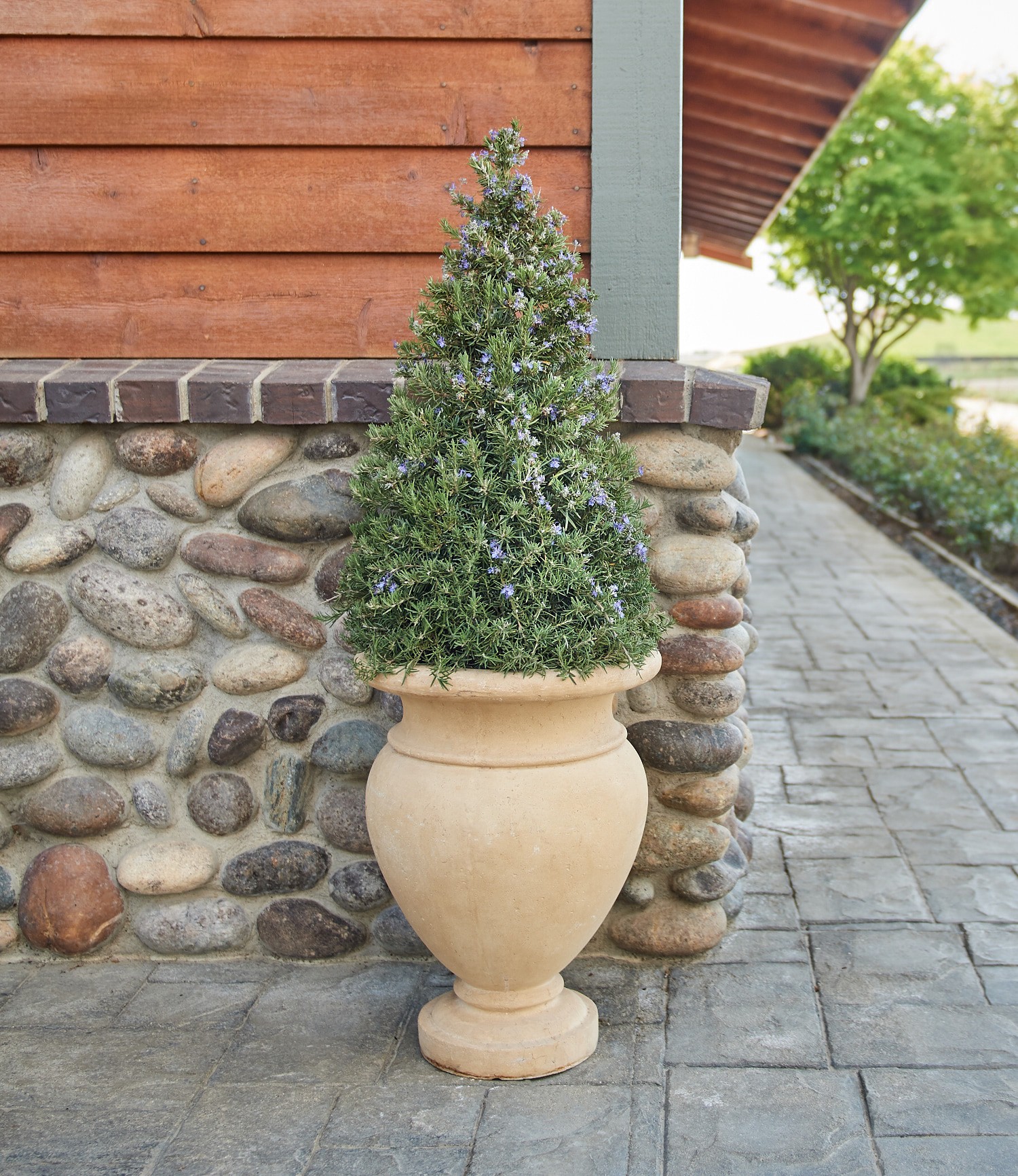 slide 3 of 4, Monrovia Blue Tuscan Blue Rosemary Plant in 1 -Gallon Pot 1 -Pack, 1 ct