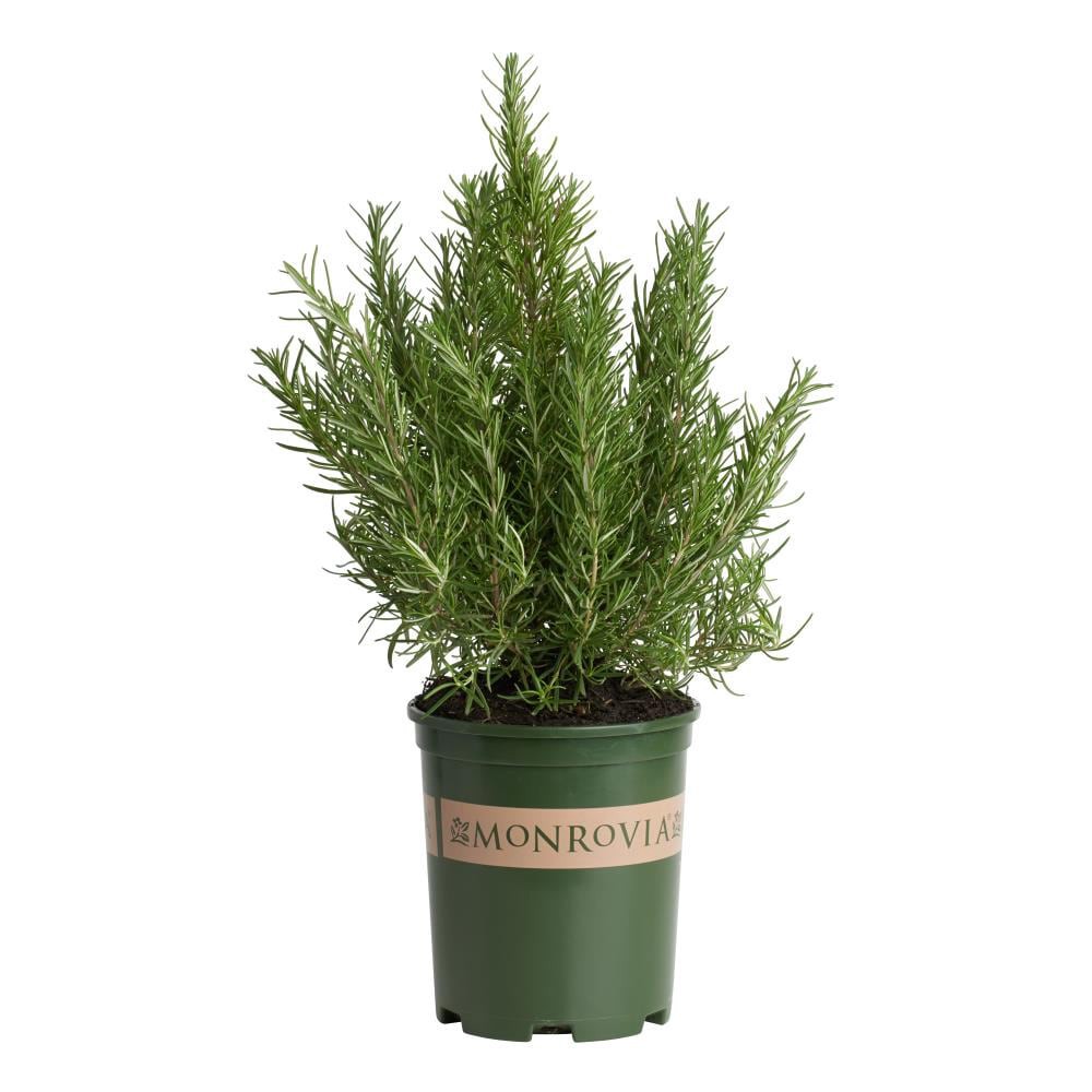 slide 1 of 4, Monrovia Blue Tuscan Blue Rosemary Plant in 1 -Gallon Pot 1 -Pack, 1 ct