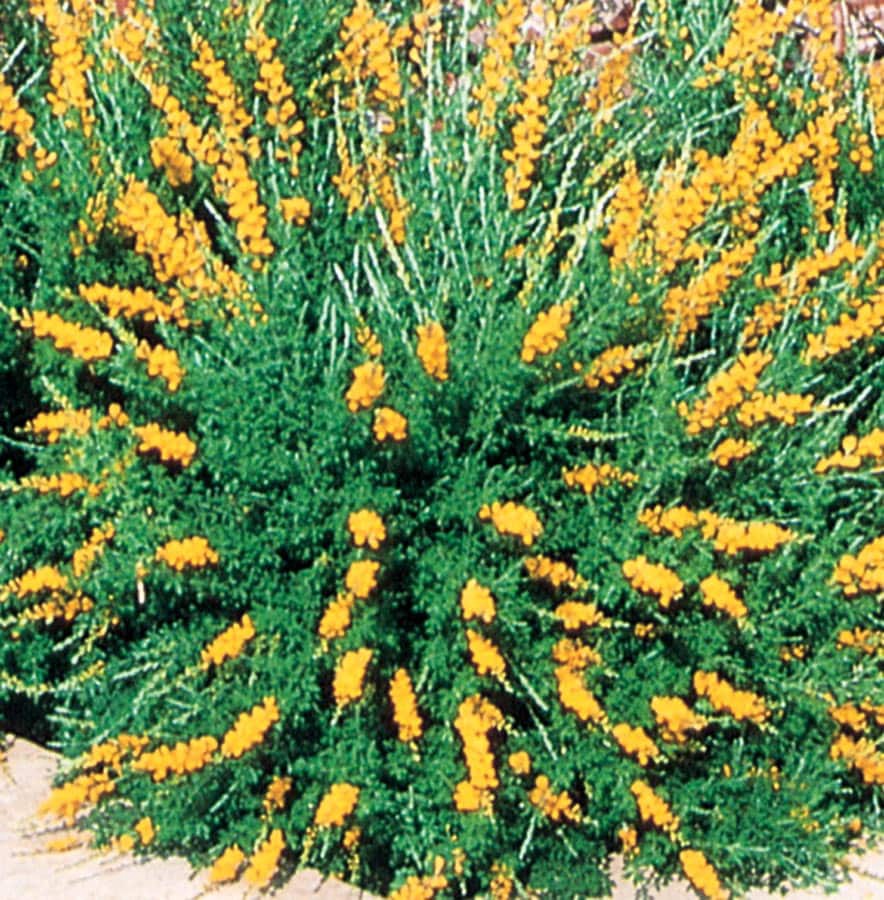 slide 1 of 1, Lowe's Orange Sweet Broom Flowering Shrub In Pot (With Soil), 1 ct