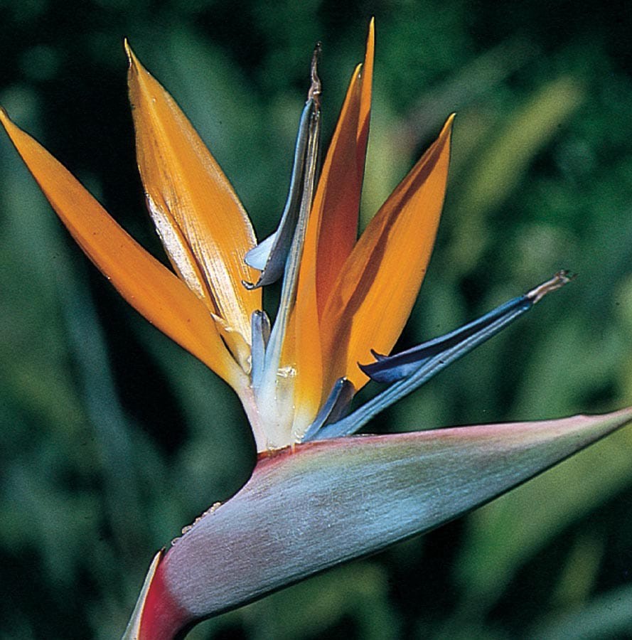 slide 2 of 4, Lowe's Bird of Paradise Flowering Shrub in 2.5 -Quart Pot with Orange Blooms, 1 ct