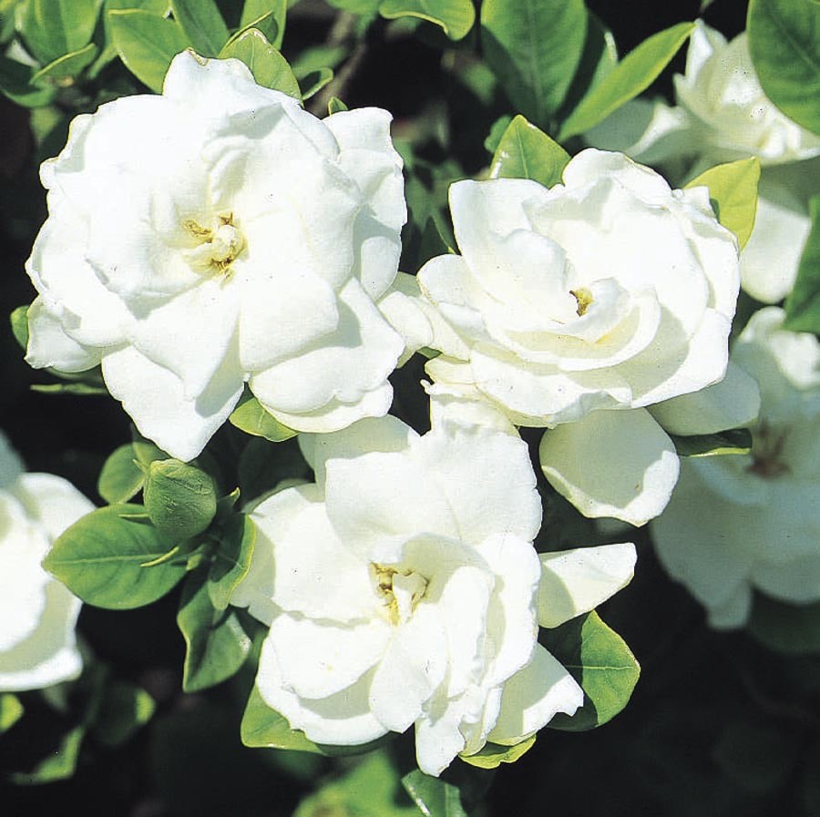 slide 1 of 1, Lowe's Veitchii Gardenia Flowering Shrub in In pot (with soil) with White Blooms, 1 ct