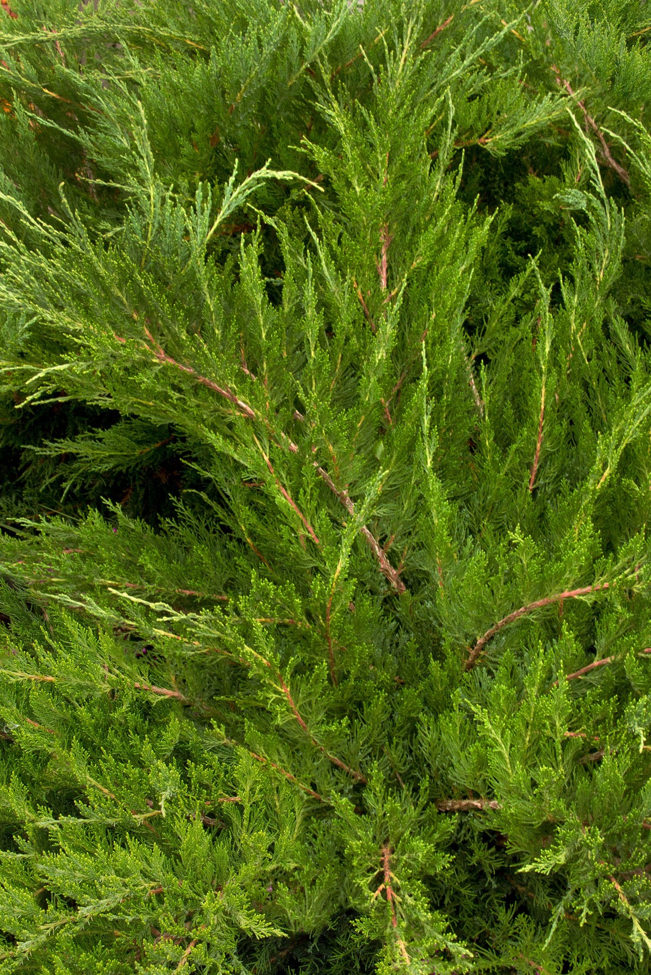 slide 3 of 4, Monrovia Mint Julep Juniper Feature Shrub in 1.73 -Gallon Pot 1 -Pack, 1 ct