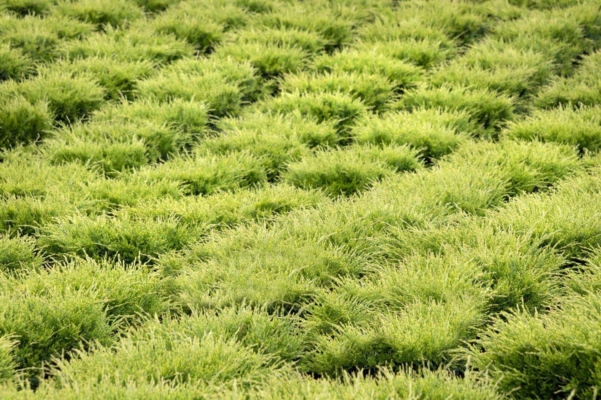 slide 4 of 4, Monrovia Mint Julep Juniper Feature Shrub in 1.73 -Gallon Pot 1 -Pack, 1 ct