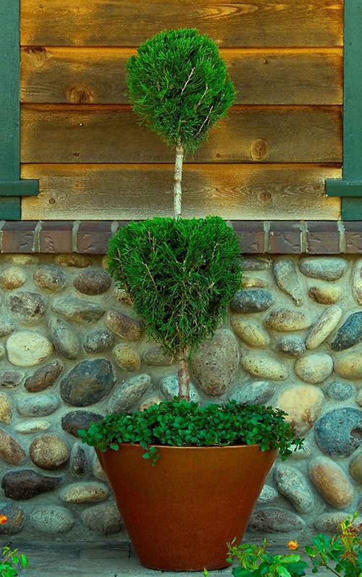 slide 1 of 4, Monrovia Mint Julep Juniper Feature Shrub in 1.73 -Gallon Pot 1 -Pack, 1 ct