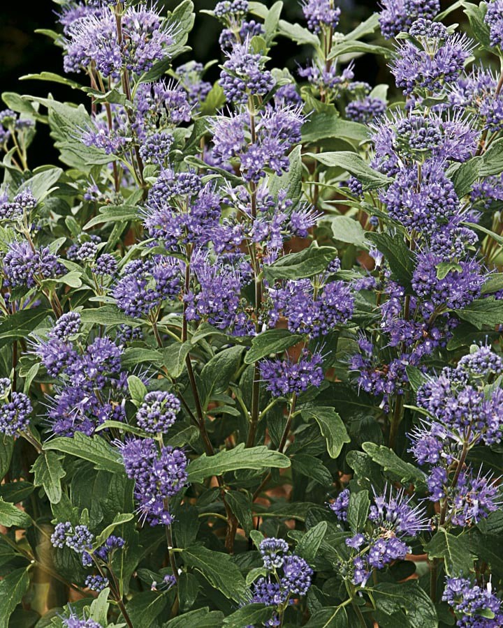 slide 1 of 1, Monrovia Blue Compact Blue Bluebeard Plant in -Gallon, 1 ct