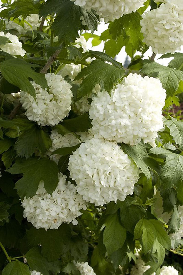 slide 1 of 1, Monrovia Eastern Snowball Flowering Shrub in 2.6 -Quart In pot (with soil) 1 -Pack with White Blooms, 1 ct
