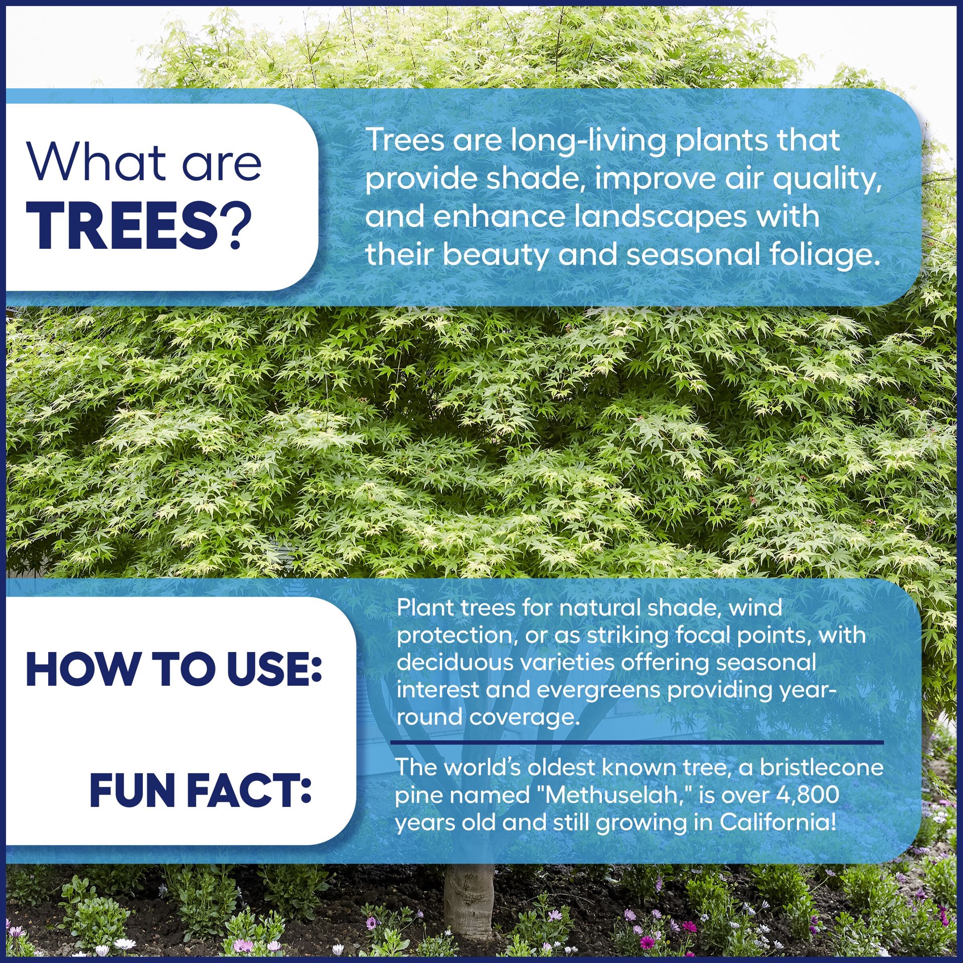 slide 3 of 4, Lowe's 3.64 -Gallon Pink Flowering Krauter Vesuvius Flowering Plum In pot (with soil), 1 ct