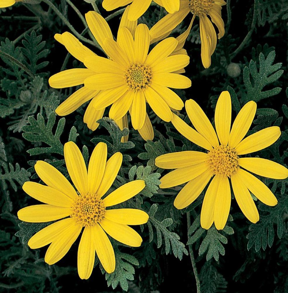 slide 1 of 1, Lowe's Yellow Bush Daisy in Gallon(s) Pot, 1 ct
