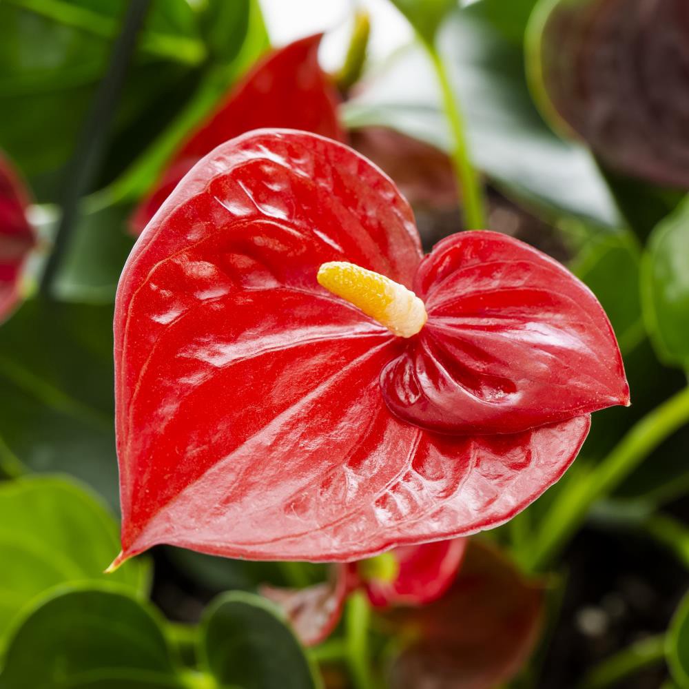 slide 2 of 2, Lowe's Mixed Anthurium House plant in 3.2 Quart(s) Pot 1.0 -Pack, 1 ct