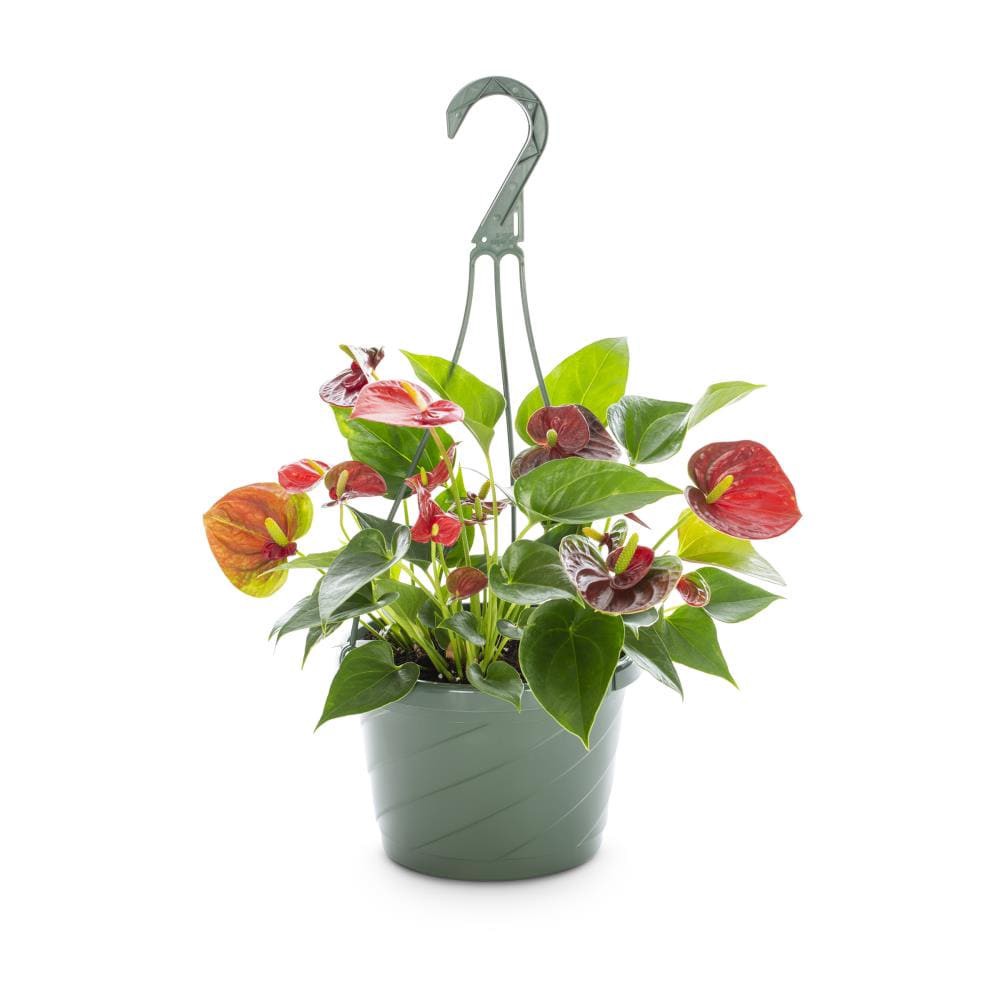 slide 1 of 2, Lowe's Mixed Anthurium House plant in 3.2 Quart(s) Pot 1.0 -Pack, 1 ct