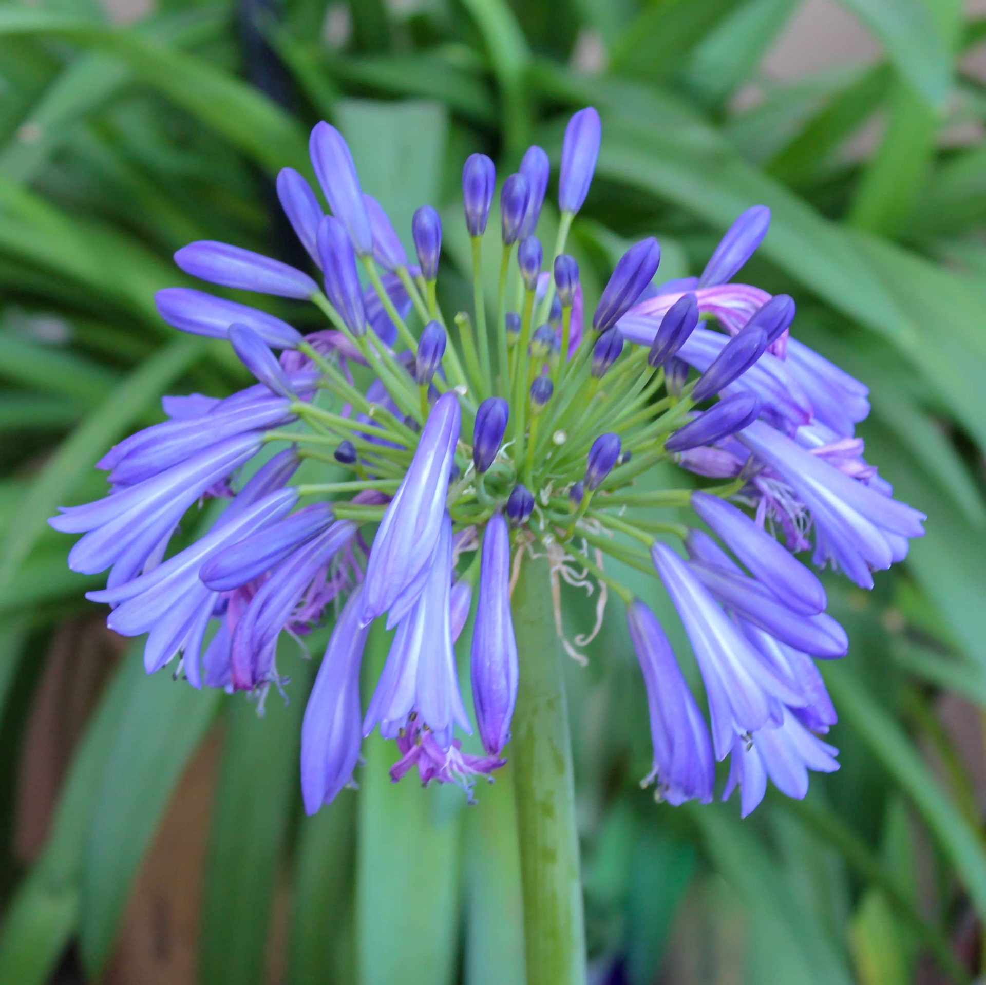 slide 2 of 2, Lowe's Blue Peter Pan Agapanthus Plant in 2.5-Quart Pot, 1 ct