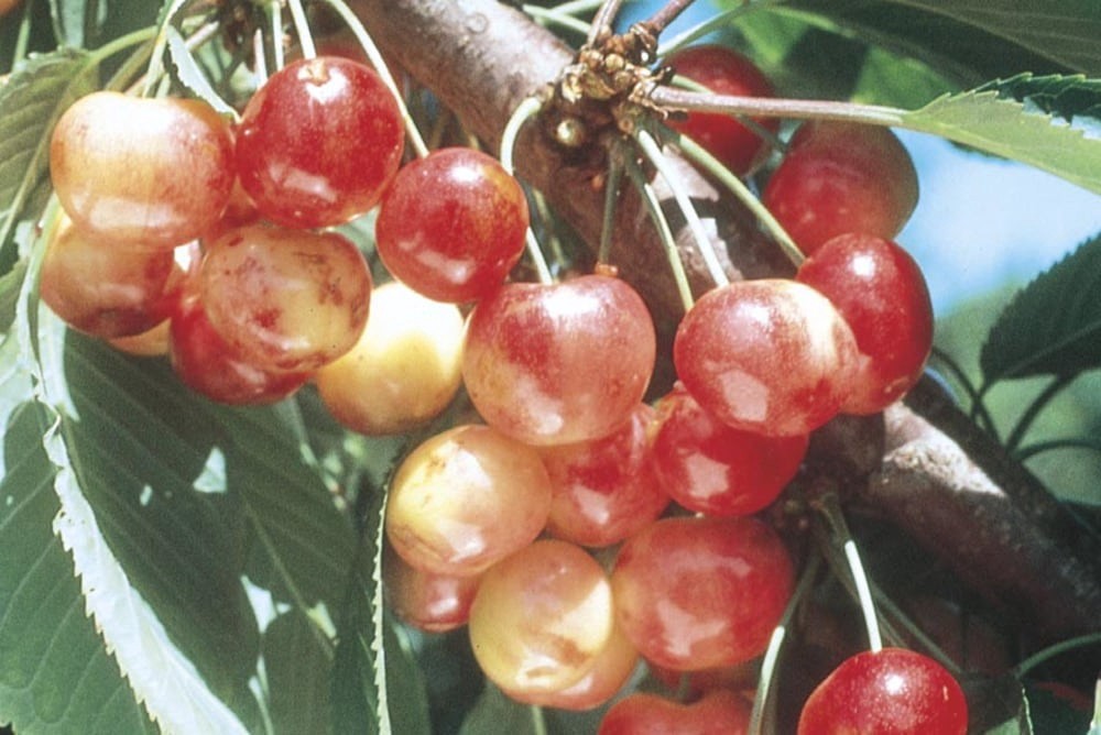 slide 2 of 4, Lowe's 3.58 -Gallon Fruit Ranier Cherry Pot, 1 ct