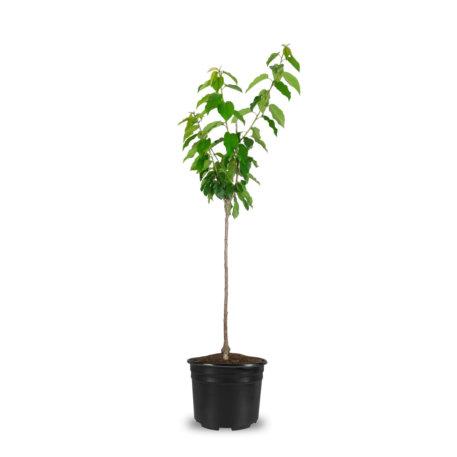 slide 1 of 4, Lowe's 3.58 -Gallon Fruit Ranier Cherry Pot, 1 ct