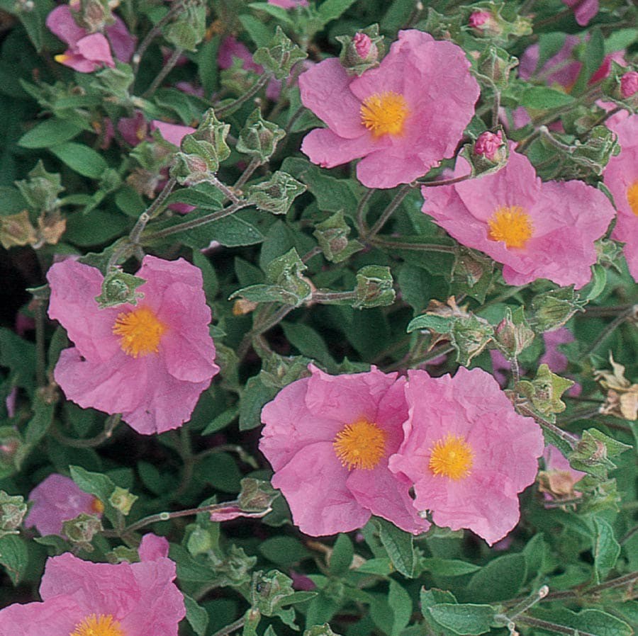 slide 1 of 1, Lowe's Rock Rose Accent Shrub in In pot (with soil) with Pink Blooms, 1 ct