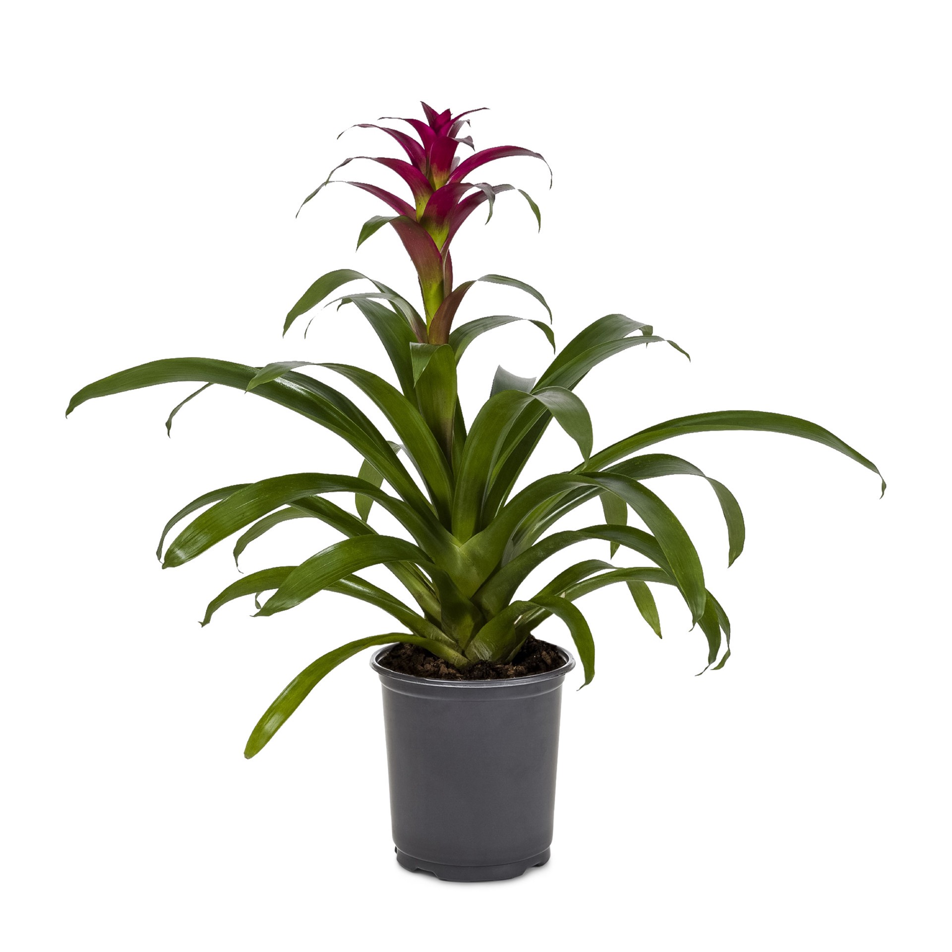 slide 1 of 1, Lowe's Mixed Bromeliads Plant in 1.40 -Quart Pot 1.0 -Pack, 1 ct