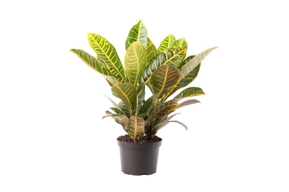 slide 1 of 1, Lowe's Croton Plant in -Quart Pot 1.0 -Pack, 1 ct