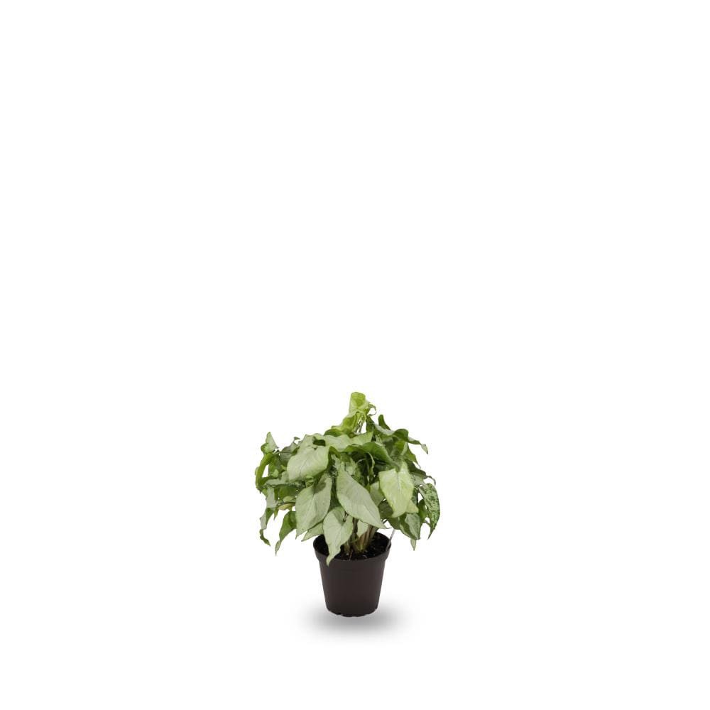 slide 1 of 1, Lowe's White Butterfly Syngonium House plant in 1 Inch(es) Pot 1.0 -Pack, 1 ct