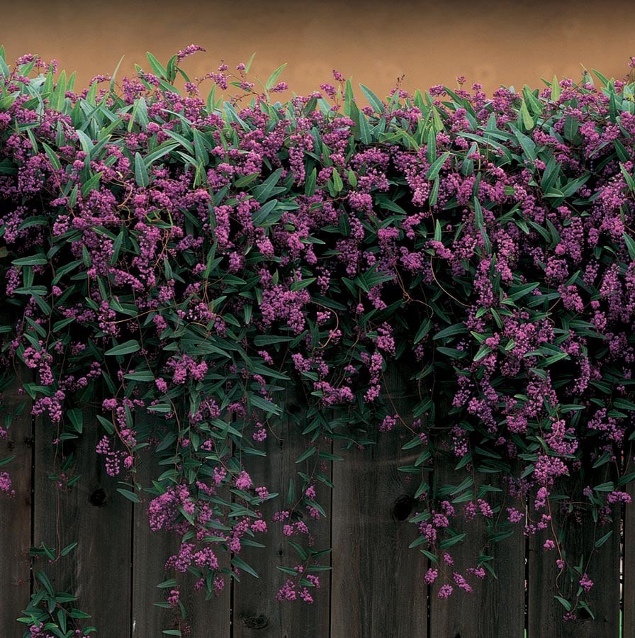slide 1 of 1, Lowe's Happy Wanderer Vine Lilac L6317, 1 ct