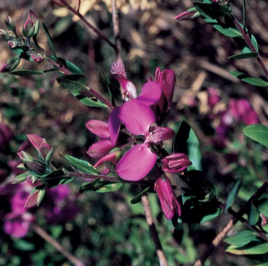 slide 1 of 1, Lowe's Sweet Pea Bush Flowering Shrub in In pot (with soil) with Purple Blooms, 1 ct