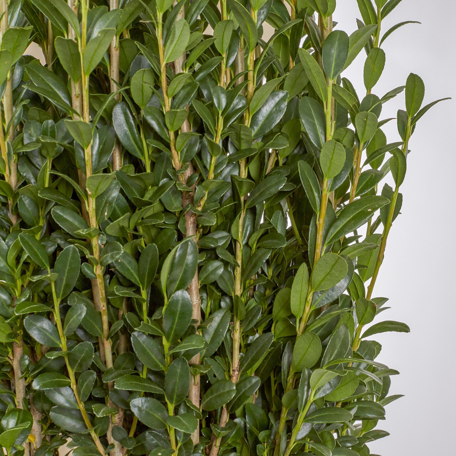 slide 2 of 4, Lowe's Sky Pencil Japanese Holly Feature Shrub in 3.58 -Gallon Pot 1 -Pack with White Blooms, 1 ct