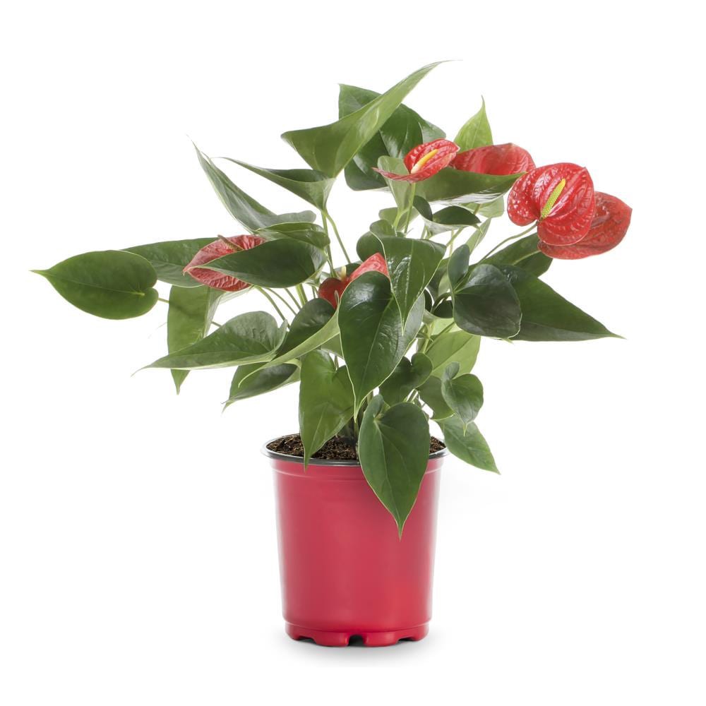 slide 1 of 1, Lowe's Mixed Anthurium House plant in 1.4 Quart(s) Pot 1.0 -Pack, 1 ct