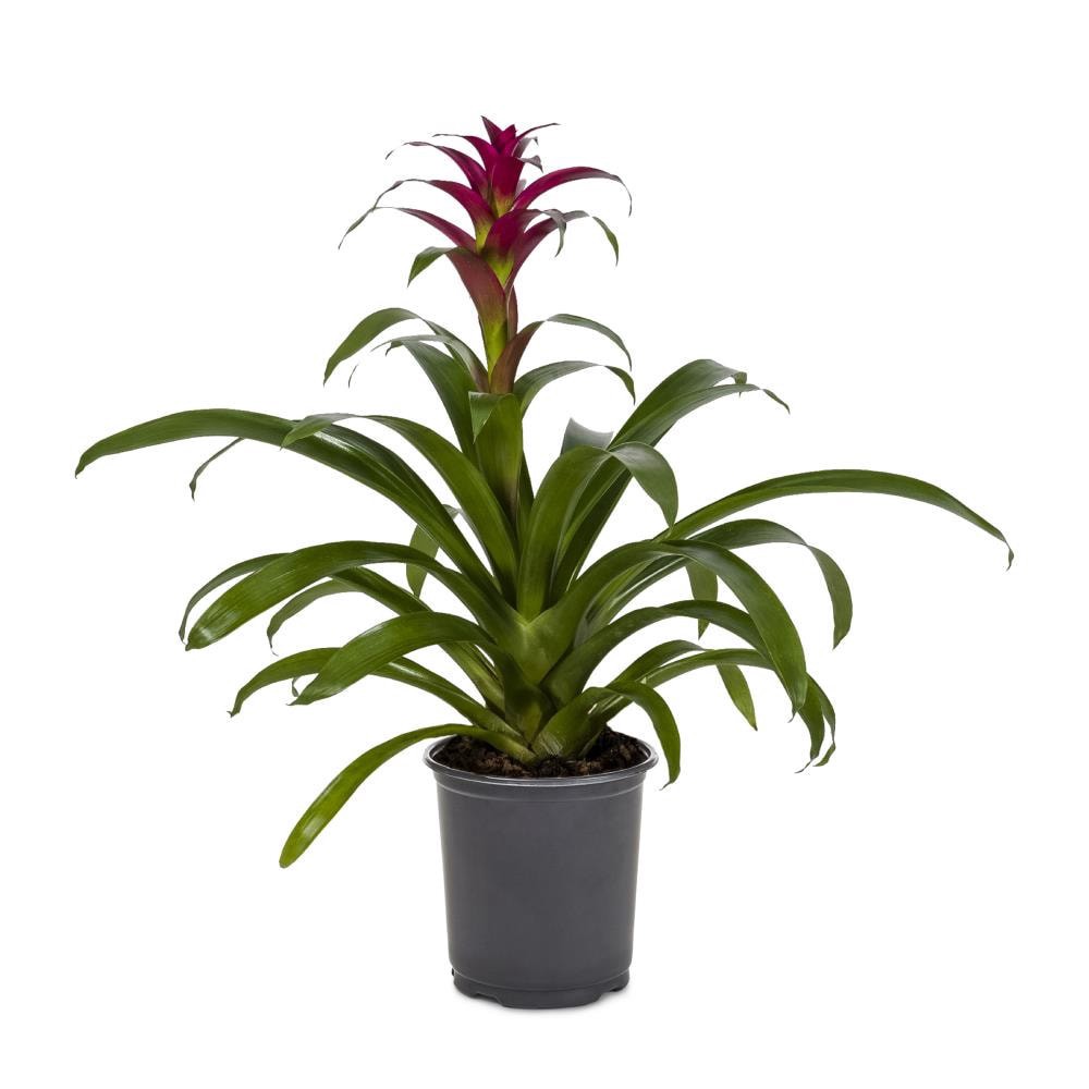 slide 1 of 1, Lowe's Mixed Bromeliads Plant in 14 -oz Pot 1.0 -Pack, 1 ct