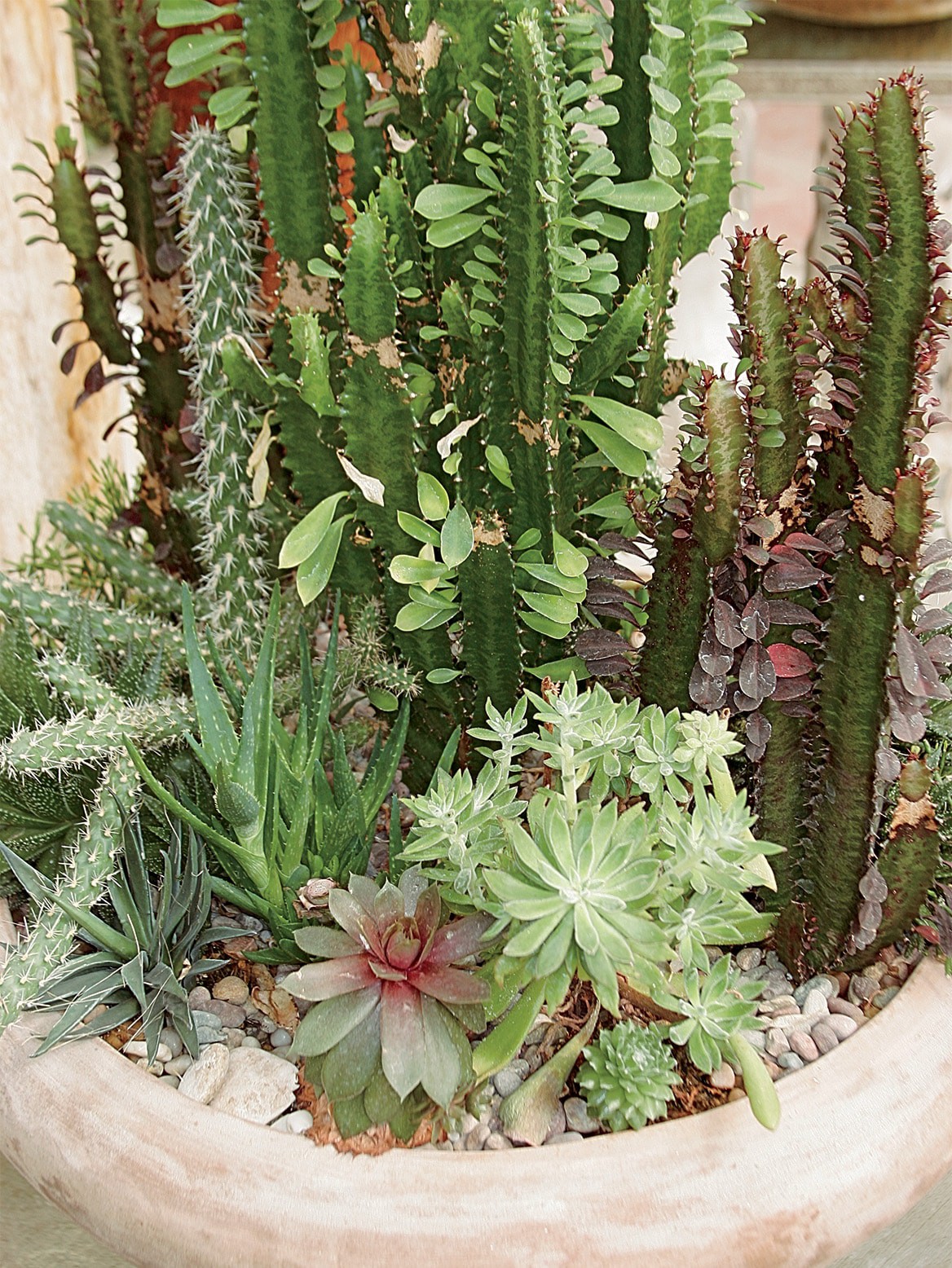 slide 2 of 2, Lowe's Cacti and Succulents in 14 -oz Pot, 1 ct