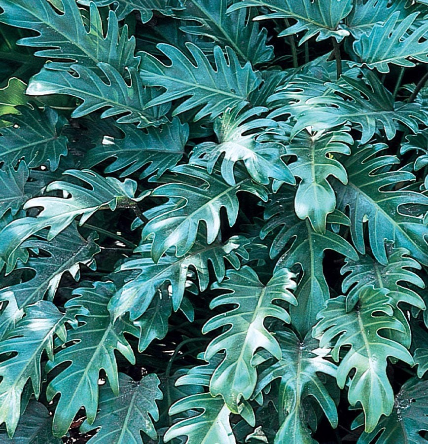 slide 1 of 1, Lowe's Xanadu#174 Philodendron House plant in, 1 ct