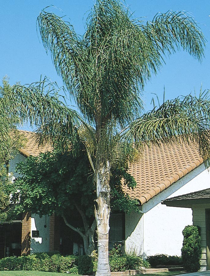 slide 1 of 1, Lowe's White Queen Palm Plant in -Gallon Pot, 1 ct