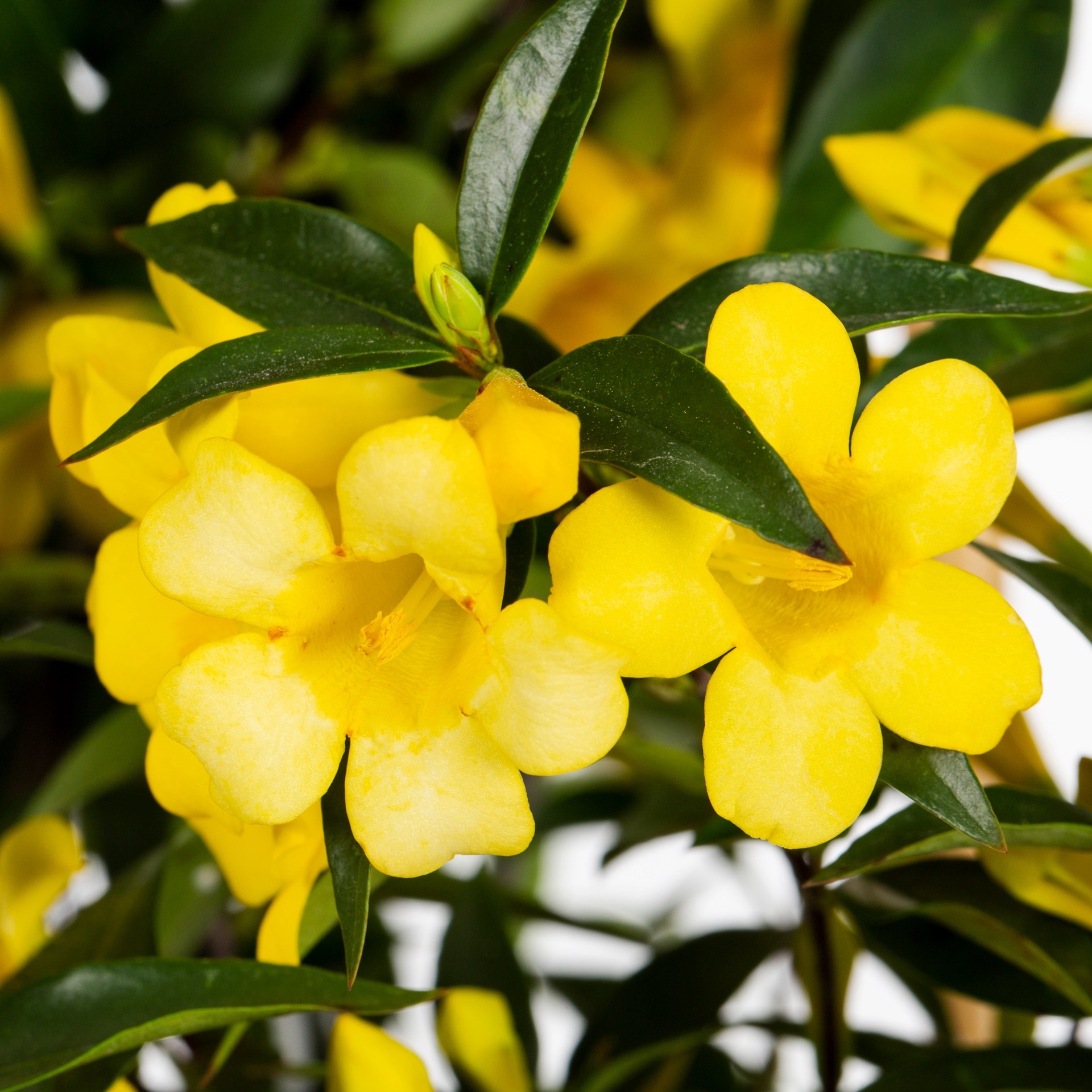 slide 2 of 3, Lowe's 1.5 -Gallon Pot Carolina Jessamine L7472, 1 ct