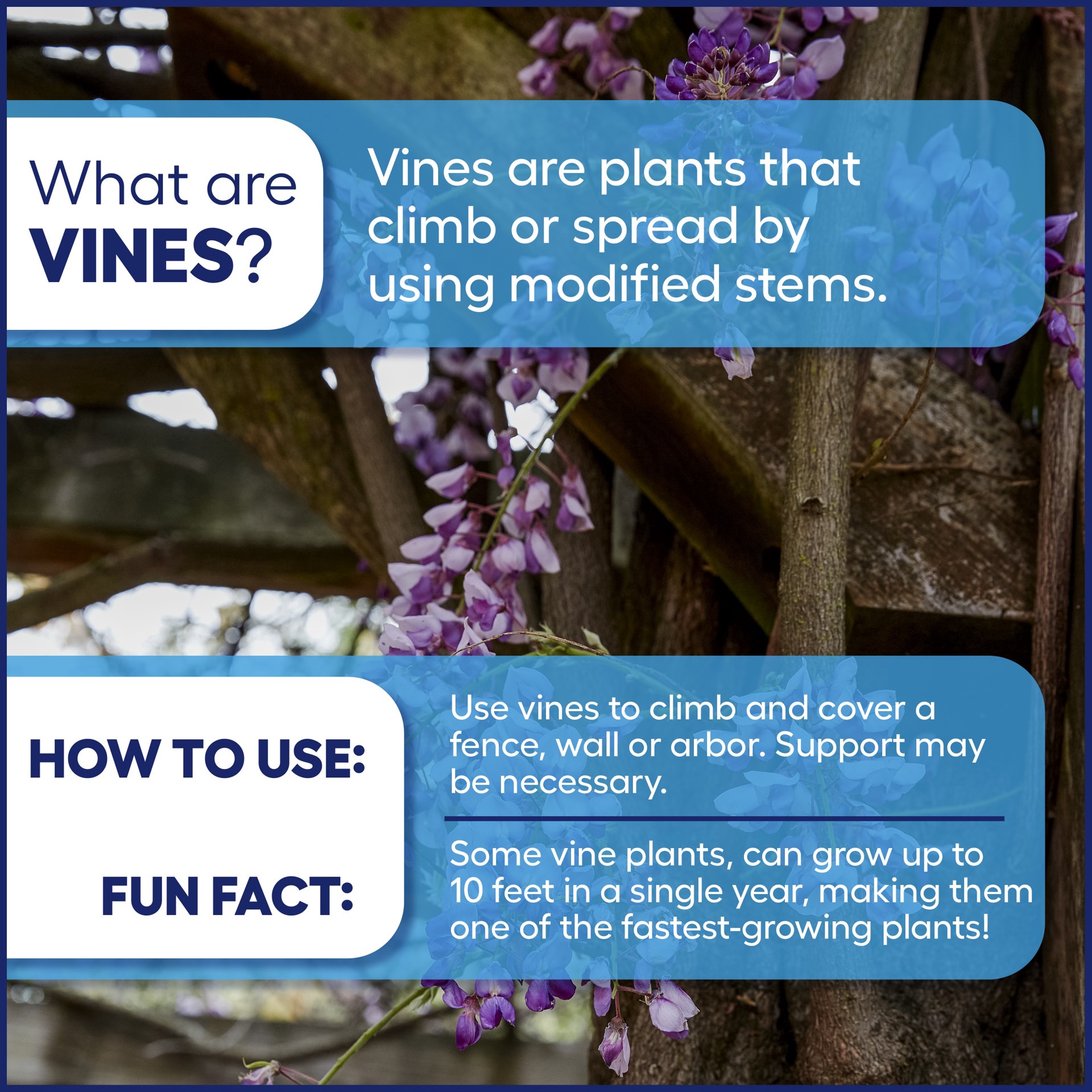 slide 3 of 3, Lowe's 1.5 -Gallon Pot Carolina Jessamine L7472, 1 ct