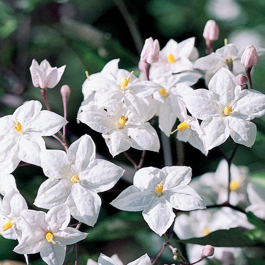 slide 1 of 1, Lowe's Potato Vine L5138, 1 ct