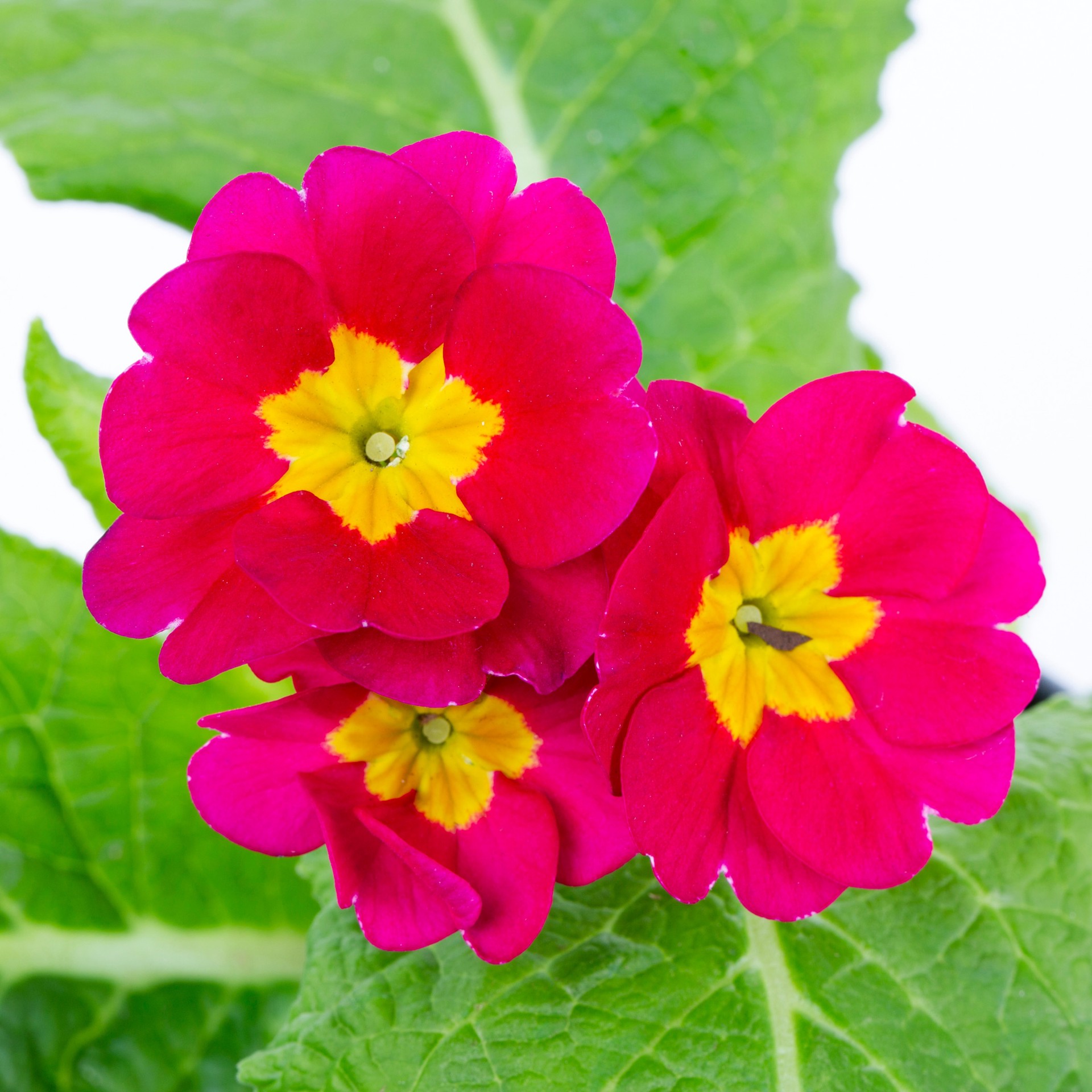 slide 2 of 3, Lowe's Multicolor Primrose Plant in 1 -Quart Pot, 1 ct