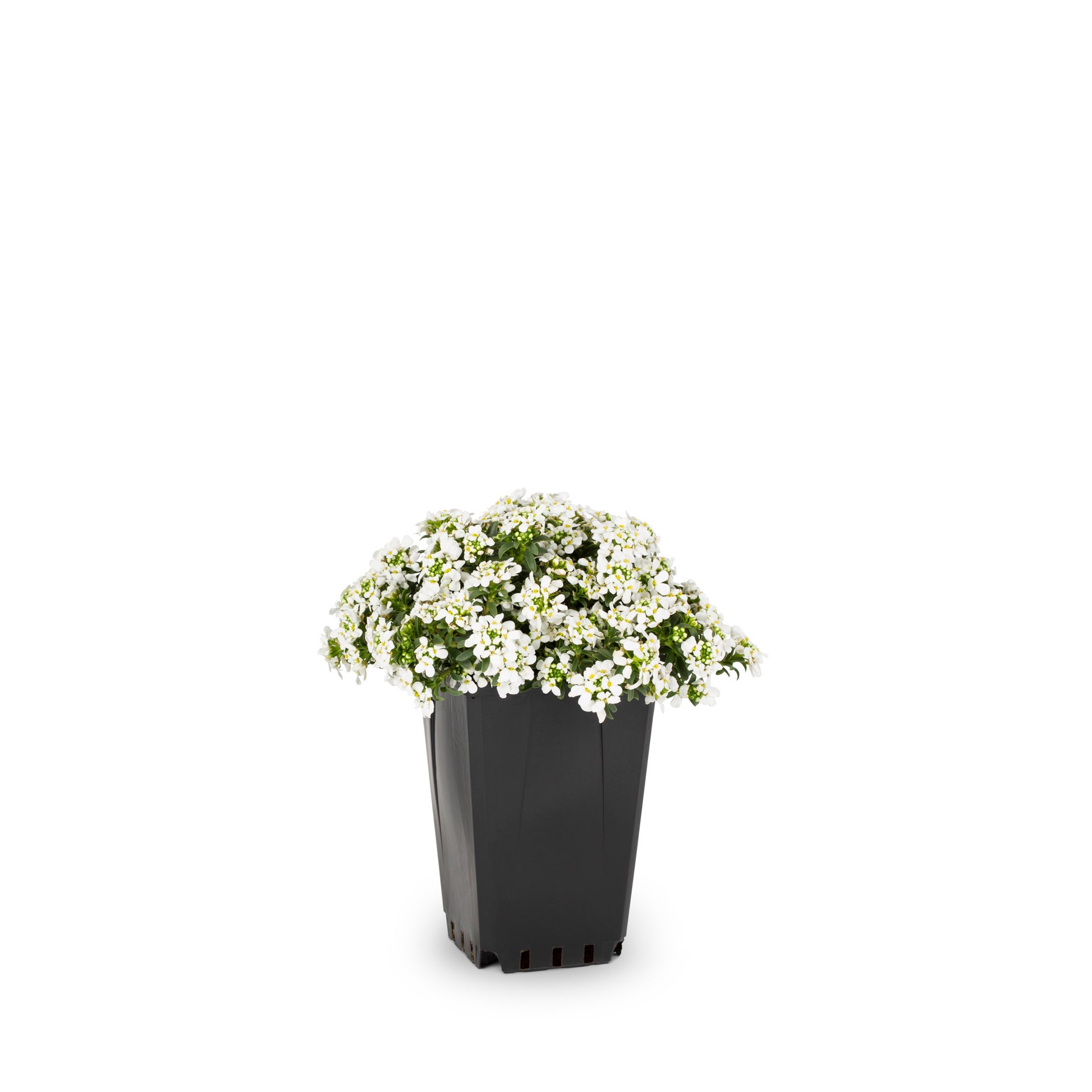 slide 1 of 4, Lowe's White Candytuft Plant in 1.5 -Pint Pot 1 -Pack, 1 ct