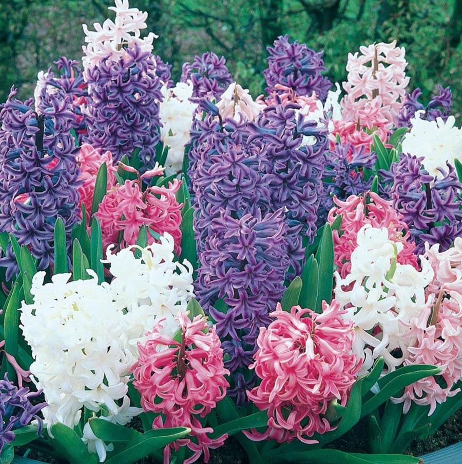 slide 2 of 6, Lowe's Multicolor Hyacinth in 1-Pint Pot, 1 ct