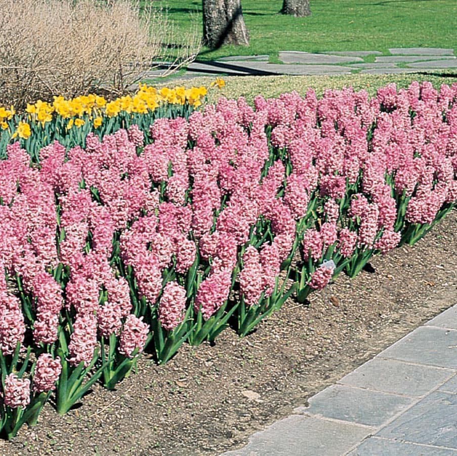 slide 3 of 6, Lowe's Multicolor Hyacinth in 1-Pint Pot, 1 ct