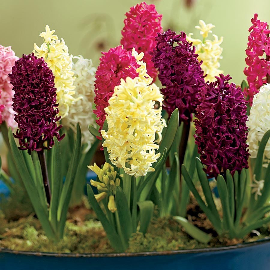 slide 4 of 6, Lowe's Multicolor Hyacinth in 1-Pint Pot, 1 ct