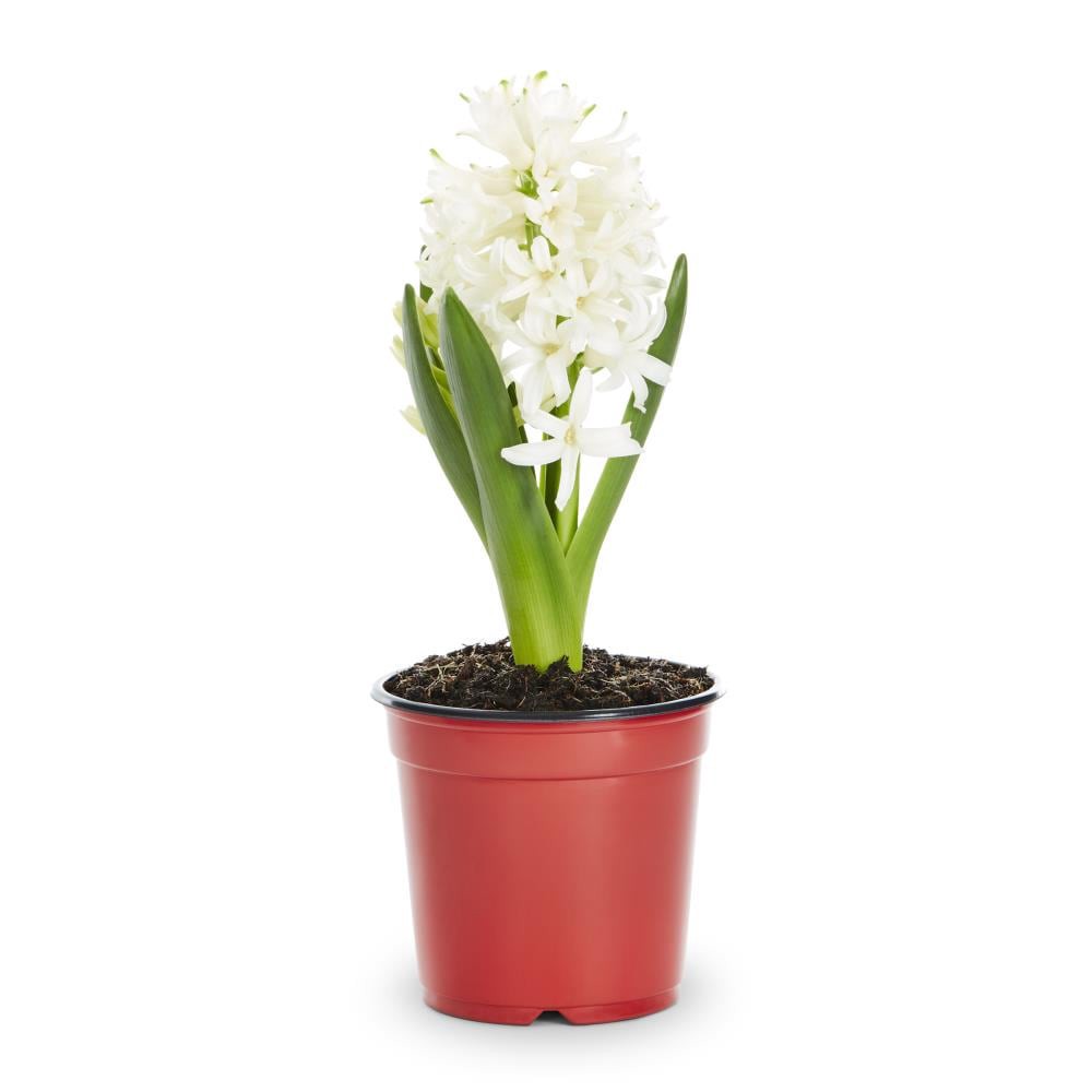 slide 5 of 6, Lowe's Multicolor Hyacinth in 1-Pint Pot, 1 ct