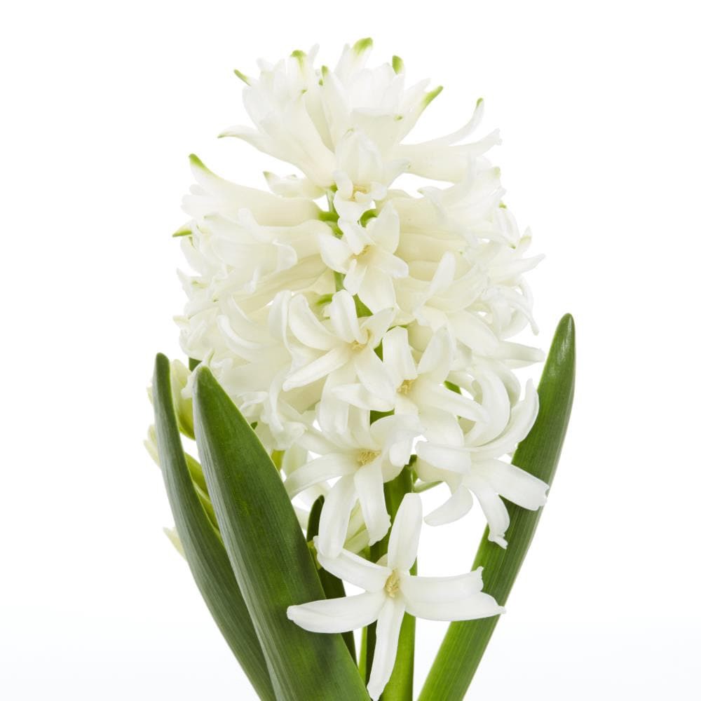 slide 6 of 6, Lowe's Multicolor Hyacinth in 1-Pint Pot, 1 ct