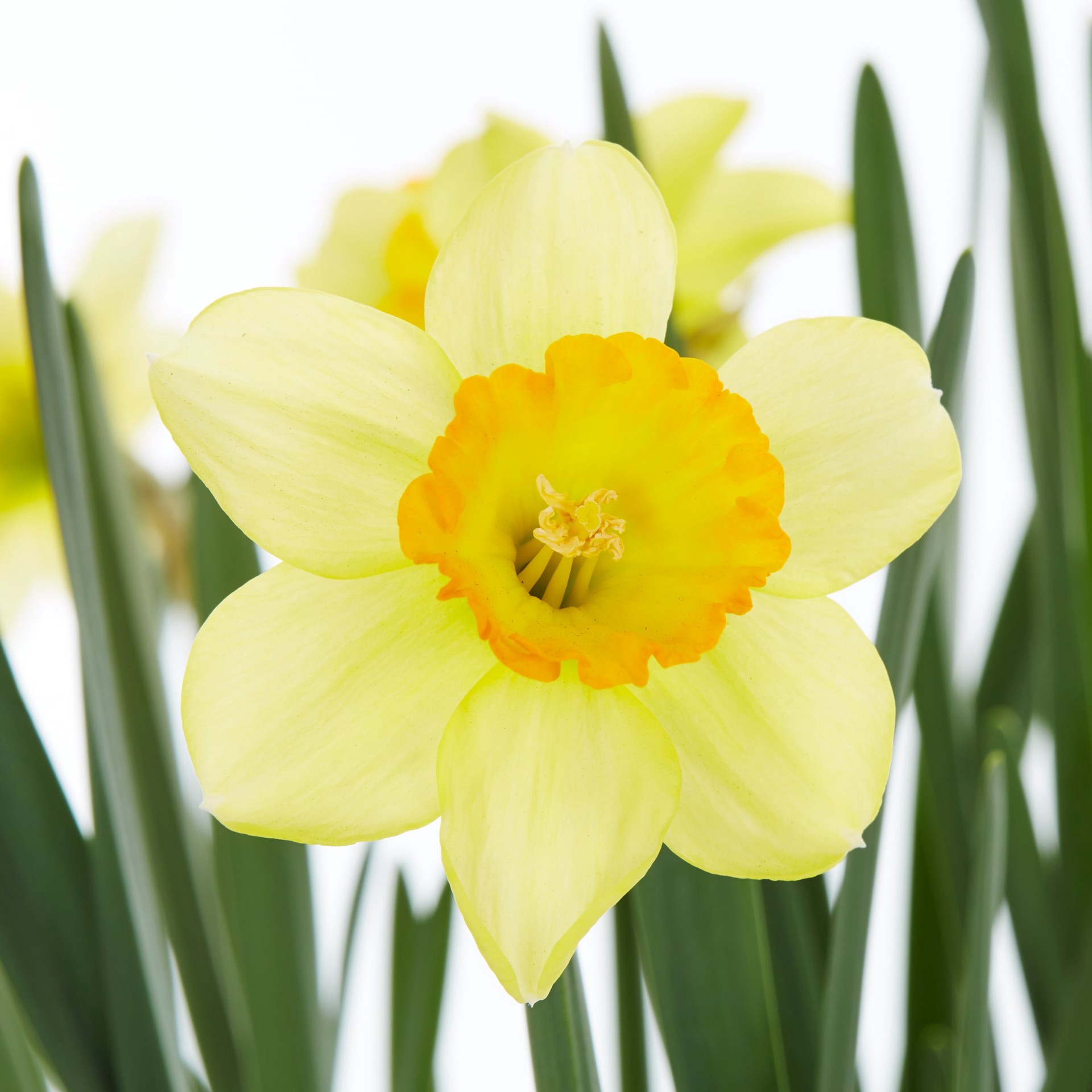 slide 2 of 5, Lowe's Multicolor Daffodil in 1-Pint Pot, 1 ct