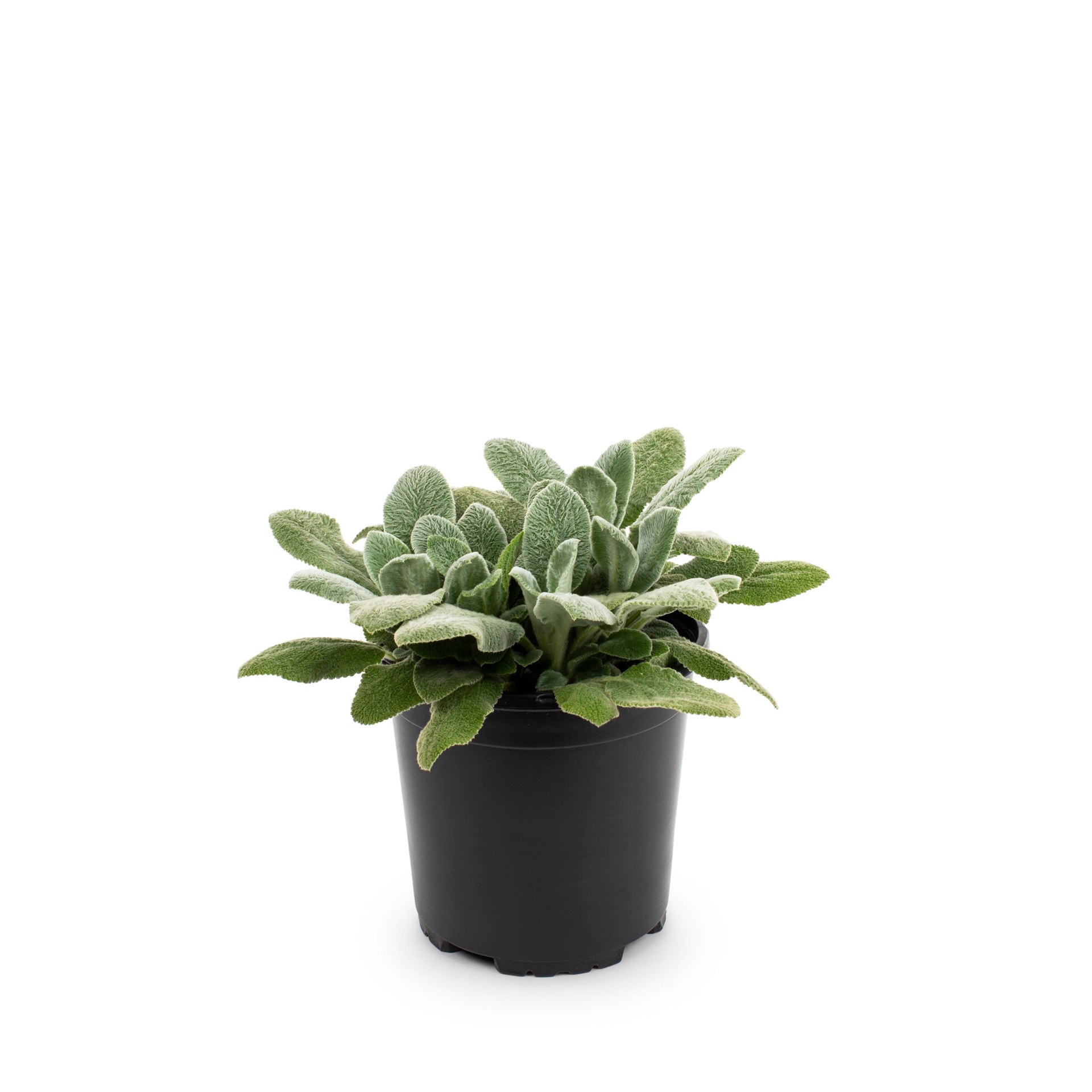 slide 1 of 2, Lowe's Multicolor Lamb's Ear in 2.5-Quart Pot, 1 ct