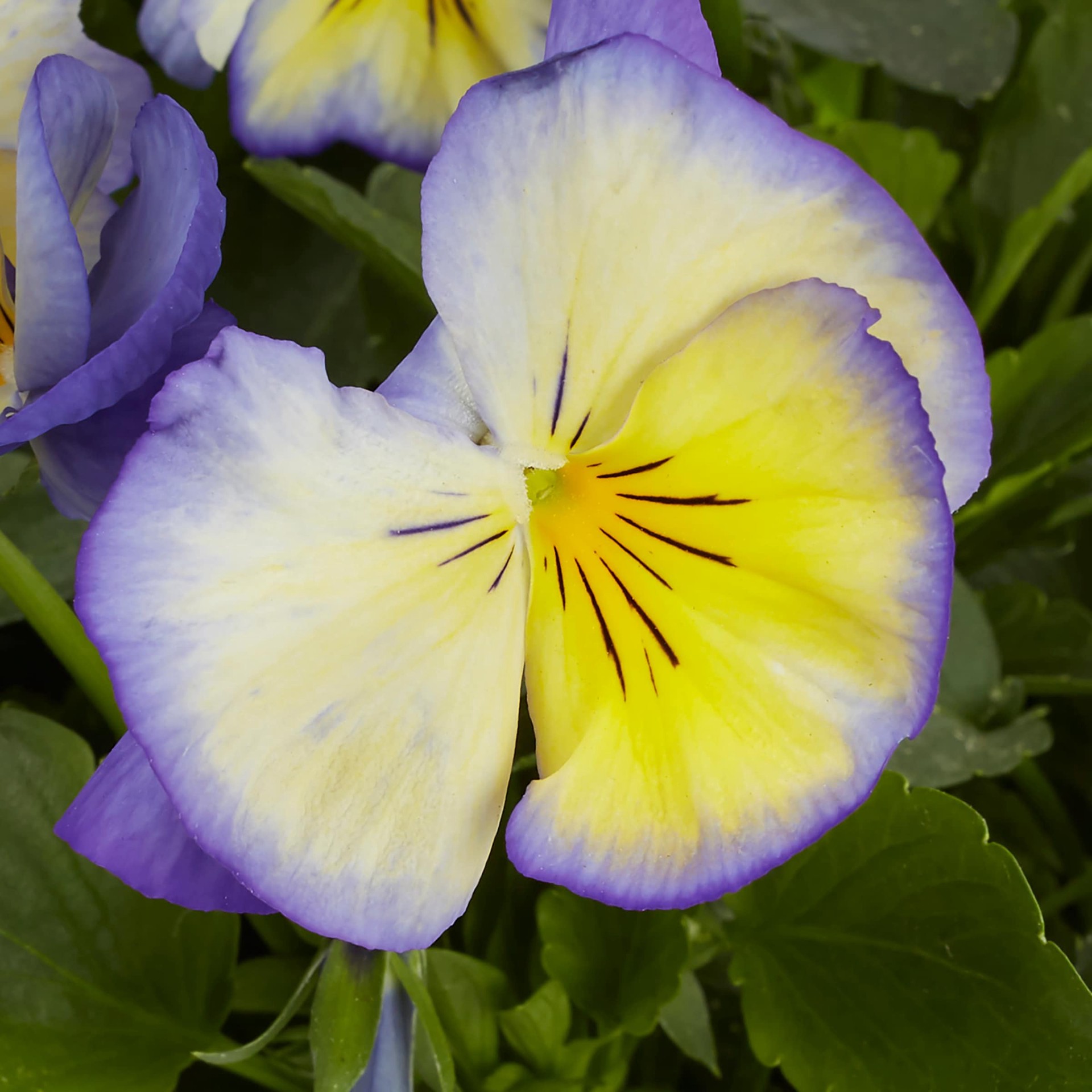 slide 2 of 4, Lowe's Multicolor Viola Plant in 2 -Quart Pot 1 -Pack, 1 ct