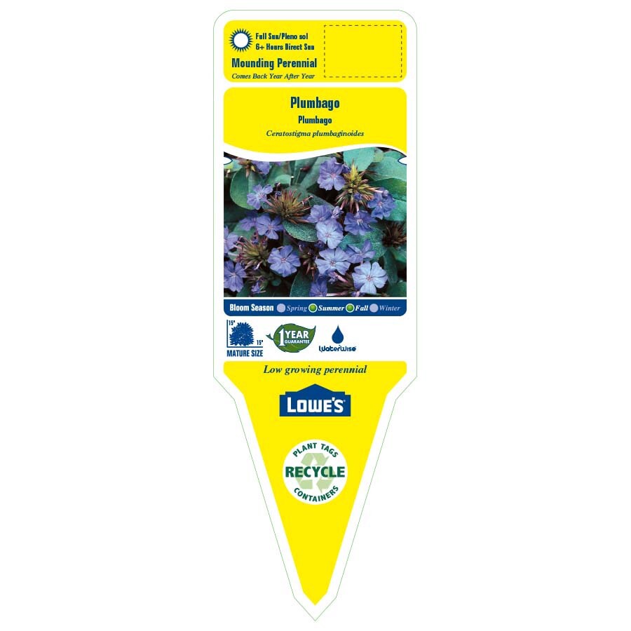 slide 2 of 3, Lowe's Blue Plumbago Plant in 2 -Quart Pot, 1 ct