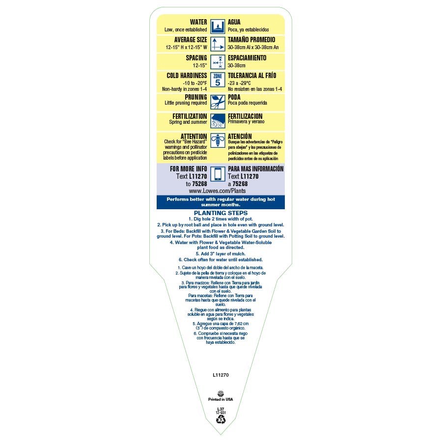 slide 3 of 3, Lowe's Blue Plumbago Plant in 2 -Quart Pot, 1 ct