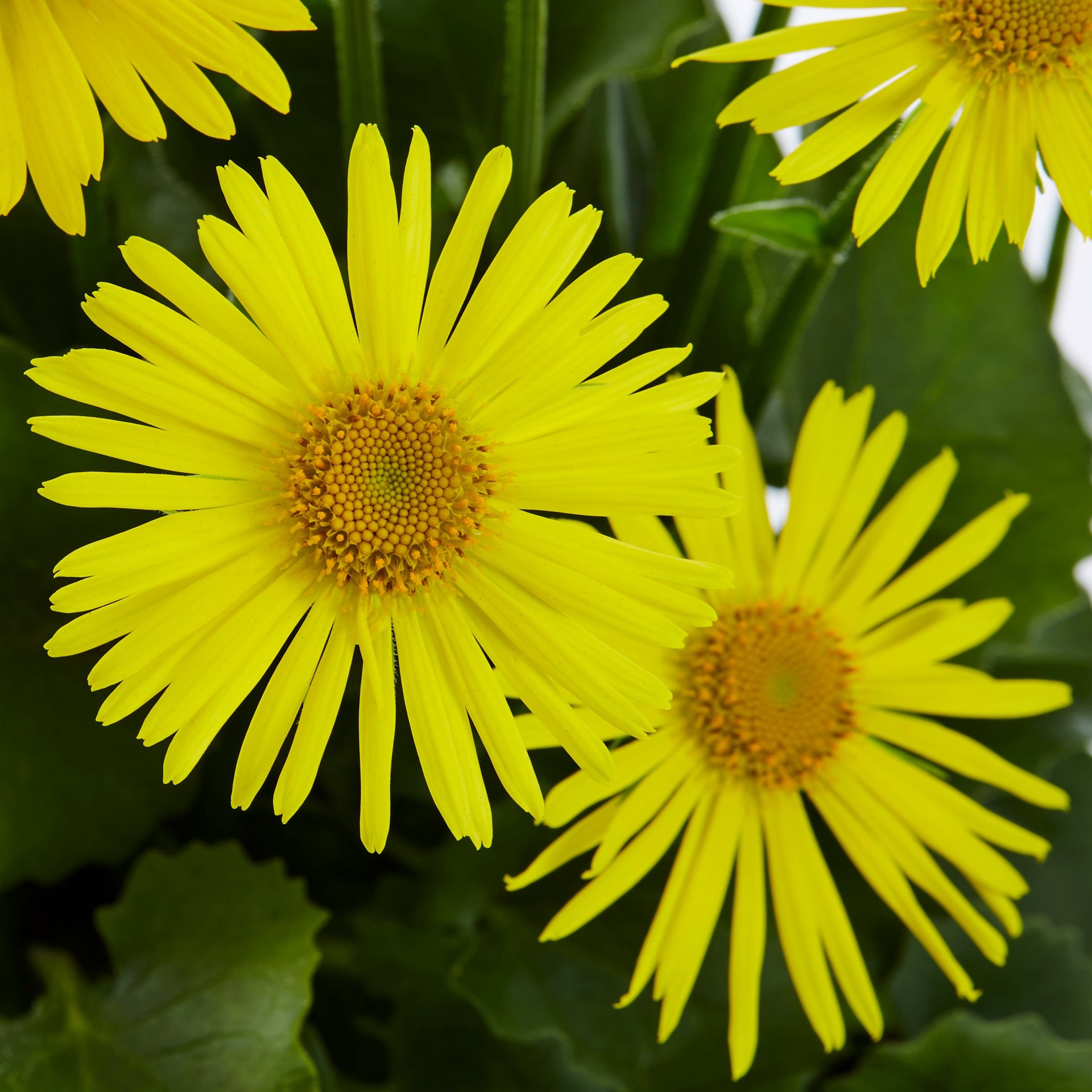 slide 2 of 2, Lowe's Multicolor Doronicum Plant in 2.5-Quart Pot, 1 ct